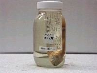 藏品(黃足笛鯛)的圖片